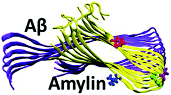 Graphical abstract: Amylin–Aβ oligomers at atomic resolution using molecular dynamics simulations: a link between Type 2 diabetes and Alzheimer's disease