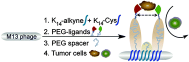 Graphical abstract: Engineering chemically modified viruses for prostate cancer cell recognition
