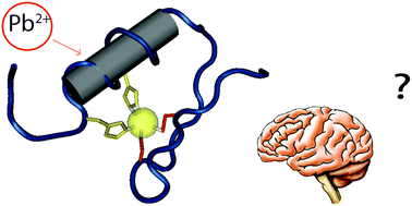 Graphical abstract: Lead neurotoxicity: exploring the potential impact of lead substitution in zinc-finger proteins on mental health