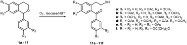 Graphical abstract: Oxidative cleavage of 1-aryl-isochroman derivatives using the Trametes villosa laccase/1-hydroxybenzotriazole system