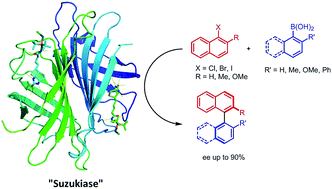 Graphical abstract: An enantioselective artificial Suzukiase based on the biotin–streptavidin technology