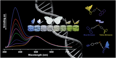 Graphical abstract: Achieving remarkable mechanochromism and white-light emission with thermally activated delayed fluorescence through the molecular heredity principle