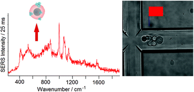 Graphical abstract: Recognition of tumor cells by immuno-SERS-markers in a microfluidic chip at continuous flow