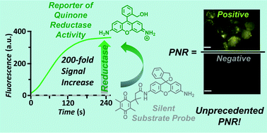 Graphical abstract: Efficacious fluorescence turn-on probe for high-contrast imaging of human cells overexpressing quinone reductase activity