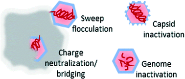 Graphical abstract: Emerging investigators series: virus mitigation by coagulation: recent discoveries and future directions