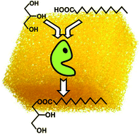 Graphical abstract: Highly selective biocatalytic synthesis of monoacylglycerides in sponge-like ionic liquids