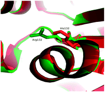 Graphical abstract: Structural analysis of oncogenic mutation of isocitrate dehydrogenase 1