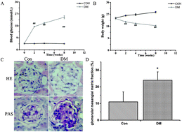 Graphical abstract: Autophagy is involved in regulating VEGF during high-glucose-induced podocyte injury