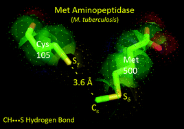 Graphical abstract: The unique functional role of the C–H⋯S hydrogen bond in the substrate specificity and enzyme catalysis of type 1 methionine aminopeptidase