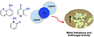 Graphical abstract: Chemical and functional properties of metal chelators that mobilize copper to elicit fungal killing of Cryptococcus neoformans