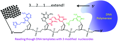 Graphical abstract: Systematic study of constraints imposed by modified nucleoside triphosphates with protein-like side chains for use in in vitro selection