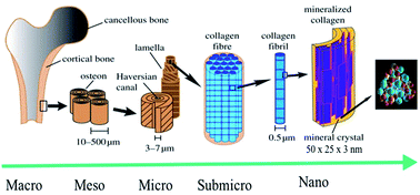 Graphical abstract: Recent advances in the synthesis, functionalization and biomedical applications of hydroxyapatite: a review