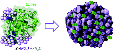 Graphical abstract: Understanding the functional properties of bio-inorganic nanoflowers as biocatalysts by deciphering the metal-binding sites of enzymes