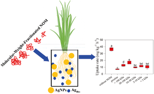 Graphical abstract: Effects of molecular weight-fractionated natural organic matter on the phytoavailability of silver nanoparticles