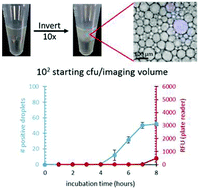 Graphical abstract: Polydisperse emulsion digital assay to enhance time to detection and extend dynamic range in bacterial cultures enabled by a statistical framework