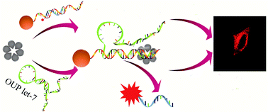 Graphical abstract: RNA chaperone assisted intramolecular annealing reaction towards oligouridylated RNA detection in cancer cells