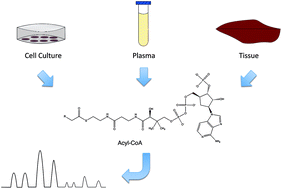 Graphical abstract: Chromatographic methods for the determination of acyl-CoAs