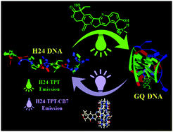 Graphical abstract: Controlling anticancer drug mediated G-quadruplex formation and stabilization by a molecular container