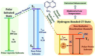 Graphical abstract: Solvation and hydrogen bonding aided efficient non-radiative deactivation of polar excited state of 5-aminoquinoline