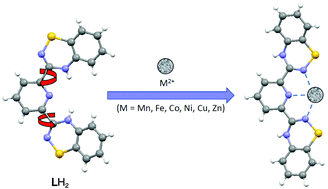 Graphical abstract: A novel bis-1,2,4-benzothiadiazine pincer ligand: synthesis, characterization and first row transition metal complexes