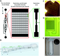 Graphical abstract: A microfluidic approach to study the effect of mechanical stress on erythrocytes in sickle cell disease