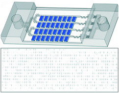 Graphical abstract: SD-chip enabled quantitative detection of HIV RNA using digital nucleic acid sequence-based amplification (dNASBA)