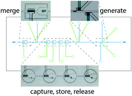 Graphical abstract: Microfluidic on-demand droplet generation, storage, retrieval, and merging for single-cell pairing