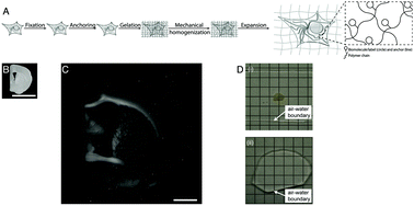 Graphical abstract: Physical magnification of objects