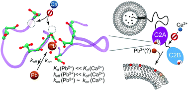 Graphical abstract: High affinity interactions of Pb2+ with synaptotagmin I