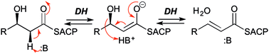 Graphical abstract: pH-Rate profiles establish that polyketide synthase dehydratase domains utilize a single-base mechanism