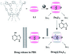 Graphical abstract: A fluorescent calixarene-based dimeric capsule constructed via a MII–terpyridine interaction: cage structure, inclusion properties and drug release