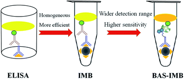 Graphical abstract: Immunomagnetic bead-based biotin-streptavidin system for highly efficient detection of aflatoxin B1 in agricultural products