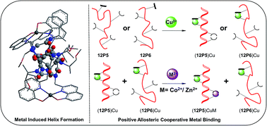 Graphical abstract: Folding of unstructured peptoids and formation of hetero-bimetallic peptoid complexes upon side-chain-to-metal coordination