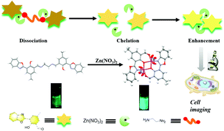 Graphical abstract: A fluorogenic probe based on chelation–hydrolysis-enhancement mechanism for visualizing Zn2+ in Parkinson's disease models