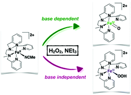 Graphical abstract: Base-controlled mechanistic divergence between iron(iv)-oxo and iron(iii)-hydroperoxo in the H2O2 activation by a nonheme iron(ii) complex