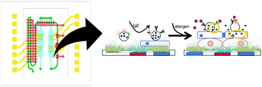 Graphical abstract: Monitoring transient cell-to-cell interactions in a multi-layered and multi-functional allergy-on-a-chip system