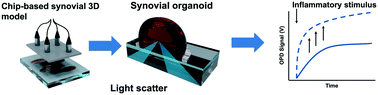 Graphical abstract: Monitoring tissue-level remodelling during inflammatory arthritis using a three-dimensional synovium-on-a-chip with non-invasive light scattering biosensing