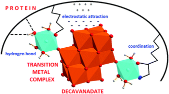 Graphical abstract: Tuning the interactions of decavanadate with thaumatin, lysozyme, proteinase K and human serum proteins by its coordination to a pentaaquacobalt(ii) complex cation