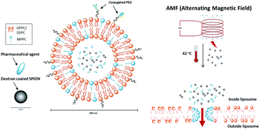 Graphical abstract: Glioma-targeted dual functionalized thermosensitive Ferri-liposomes for drug delivery through an in vitro blood–brain barrier