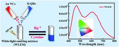 Graphical abstract: White light emission from a mixture of silicon quantum dots and gold nanoclusters and its utilities in sensing of mercury(ii) ions and thiol containing amino acid