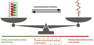 Graphical abstract: Role and modulation of the secondary structure of antimicrobial peptides to improve selectivity