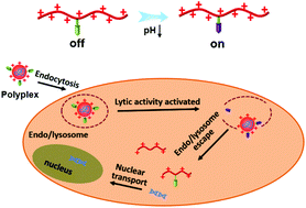 Graphical abstract: Peptide modified polycations with pH triggered lytic activity for efficient gene delivery