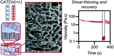 Graphical abstract: Injectable nanofibrillar hydrogels based on charge-complementary peptide co-assemblies