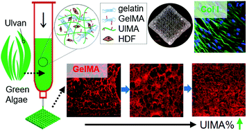 Graphical abstract: 3D bioprinting dermal-like structures using species-specific ulvan