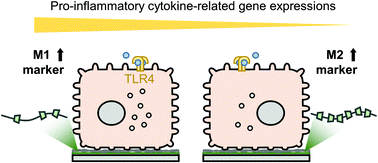 Graphical abstract: Molecular mobility of polyrotaxane-based biointerfaces alters inflammatory responses and polarization in Kupffer cell lines