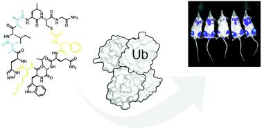 Graphical abstract: In vivo modulation of ubiquitin chains by N-methylated non-proteinogenic cyclic peptides