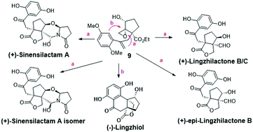Graphical abstract: Collective enantioselective total synthesis of (+)-sinensilactam A, (+)-lingzhilactone B and (−)-lingzhiol: divergent reactivity of styrene