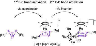 Graphical abstract: From a P4 butterfly scaffold to cyclo- and catena-P4 units