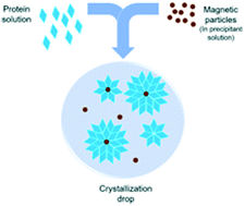 Graphical abstract: Magnetic particles used in a new approach for designed protein crystallization