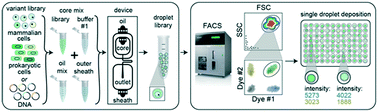 Graphical abstract: Double emulsion flow cytometry with high-throughput single droplet isolation and nucleic acid recovery